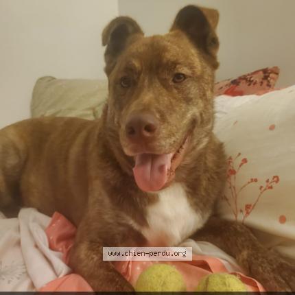 Photo de chien perdu à Paris