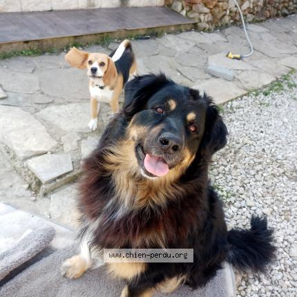 Photo 1/3 Chien retrouvé Perdu à Saint zacharie