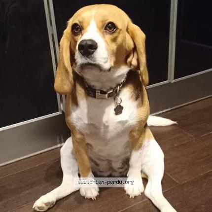 Photo 2/3 Chien retrouvé Perdu à Saint zacharie