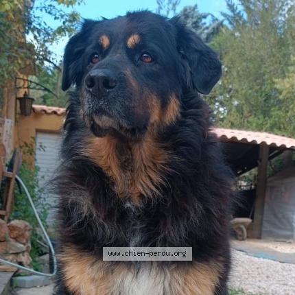 Photo 3/3 Chien retrouvé Perdu à Saint zacharie