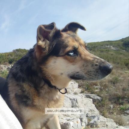 Photo de chien perdu à Lancon Provence