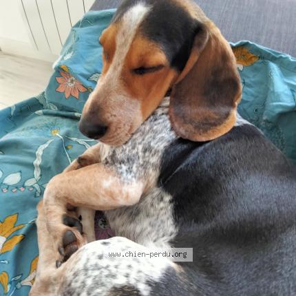 Photo de chien perdu à Le Mans