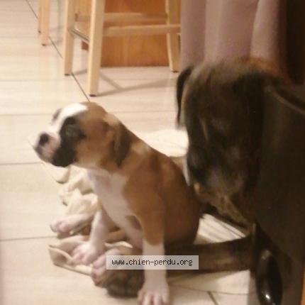 Photo 1/1 Chien retrouvé Perdu à Chateauneuf Sur Sarthe