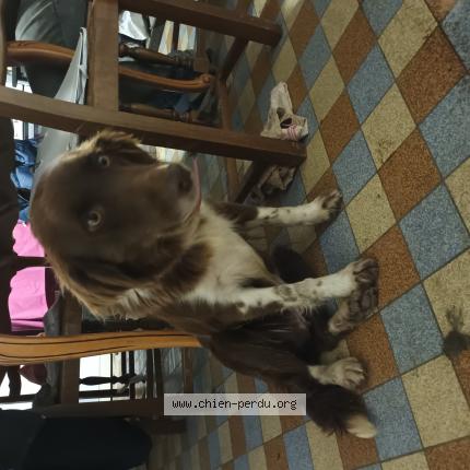 Photo 1/1 Chien retrouvé Perdu à Bazoques