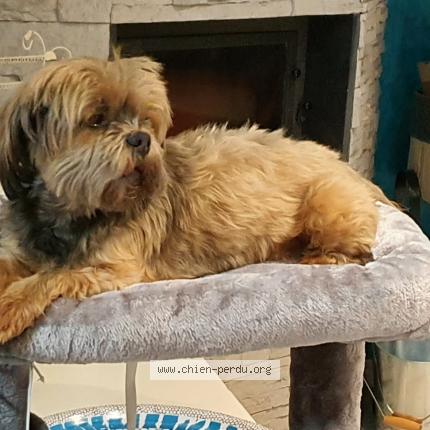 Photo 1/1 Chien retrouvé Perdu à Saint Simeon De Bressieux