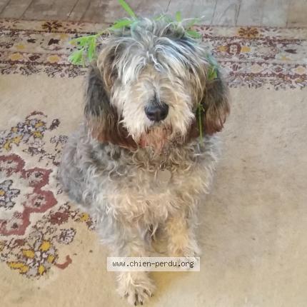 Photo 2/2 Chien retrouvé Perdu à Mussidan