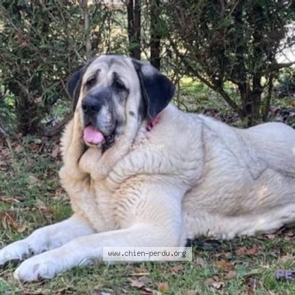 Photo 1/1 Chien retrouvé Perdu à La Selle Sur Le Biep