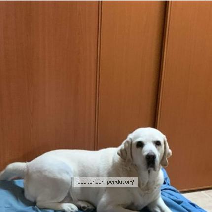 Photo de chien perdu à Saffre