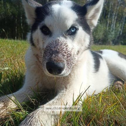 Photo de chien perdu à Royere De Vassiviere
