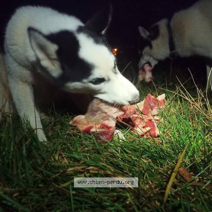 Photo 3/4 Chien retrouvé Perdu à Royere De Vassiviere