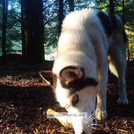 Photo 4/4 Chien retrouvé Perdu à Royere De Vassiviere