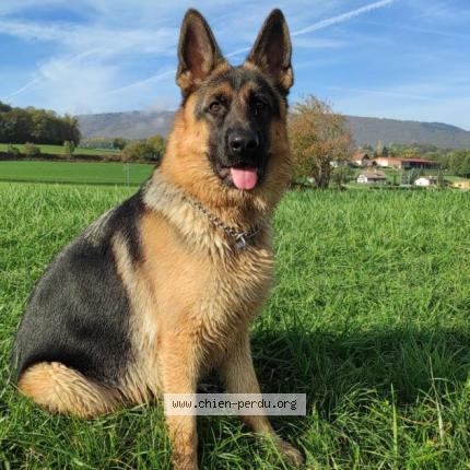 Photo 1/1 Chien retrouvé Perdu à Reignier esery