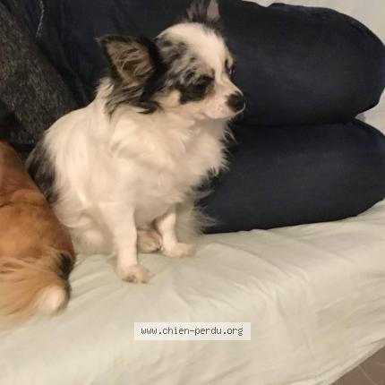 Photo de chien perdu à Orleans