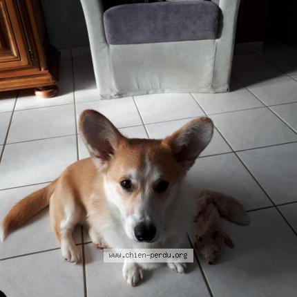 Photo de chien perdu à Saint Leonard