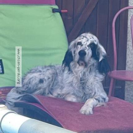 Photo de chien perdu à Cuers