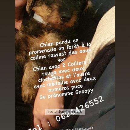 Photo 1/2 Chien retrouvé Perdu à Revest les eaux