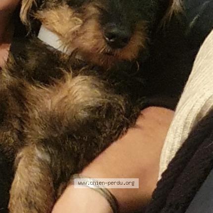 Photo 2/2 Chien retrouvé Perdu à Revest les eaux