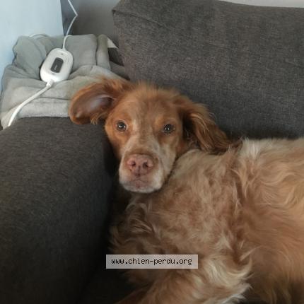 Photo de chien perdu à Noailles