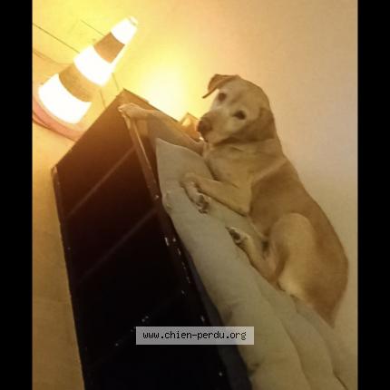 Photo de chien perdu à Saint Lo