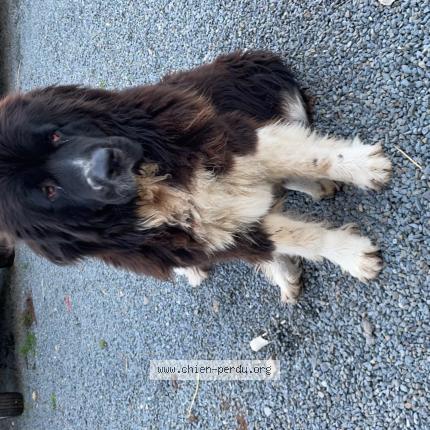 Photo de chien perdu à Villedieu Les Poeles