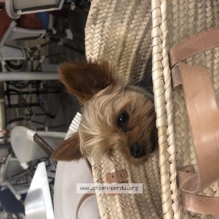 Photo de chien perdu à Toulouse