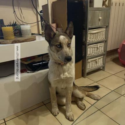 Photo de chien perdu à Manziat