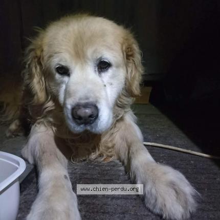 Photo de chien trouvé à Goindreville Thivars