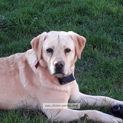 Photo de chien perdu à Egly