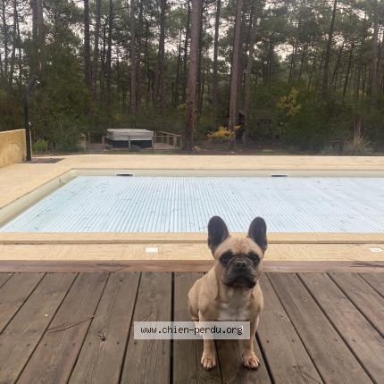 Photo de chien perdu à Le Pian