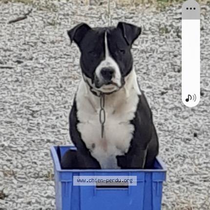 Photo de chien perdu à Lacourt St Pierre