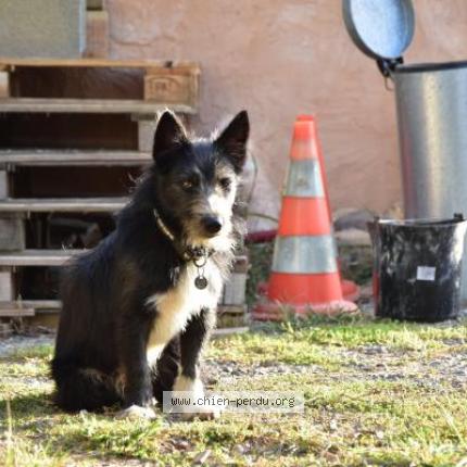 Photo 1/1 Chien retrouvé Perdu à Bourgneuf En Mauges