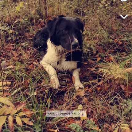 Photo 1/1 Chien retrouvé Perdu à Agen