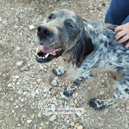 Photo 2/2 Chien retrouvé Perdu à Montanges