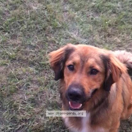 Photo de chien perdu à Vallouise Pelvoux