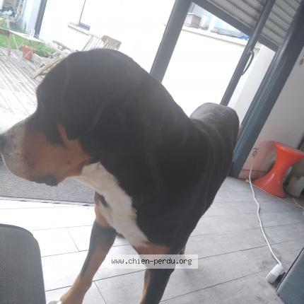 Photo de chien perdu à Le Pouliguen