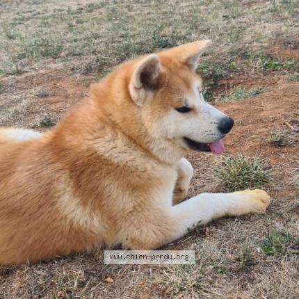 Photo de chien perdu à Saint Martin La Pallu