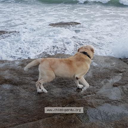 Photo de chien perdu à Onesse Et Laharie