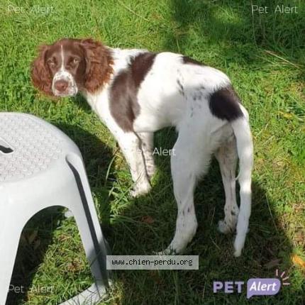 Photo 1/1 Chien retrouvé Perdu à La haye fouassiere