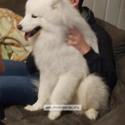 Photo de chien trouvé à Bage Dommartin