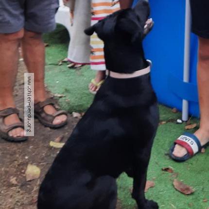 Photo 1/1 Chien retrouvé Perdu à Guitalens L Albarede