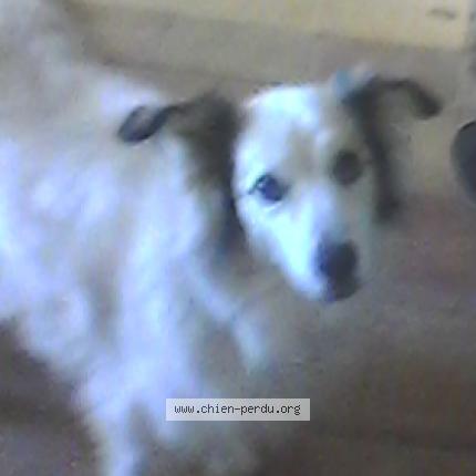 Photo 1/1 Chien retrouvé Perdu à Gan