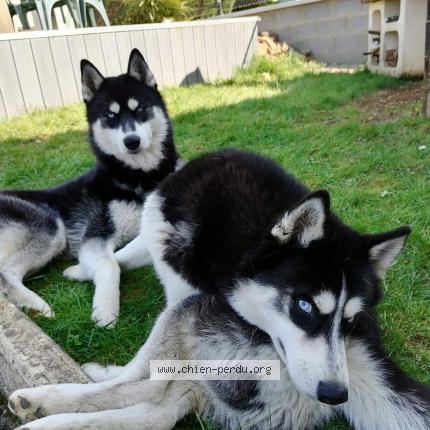 Photo de chien perdu à Saint Ame