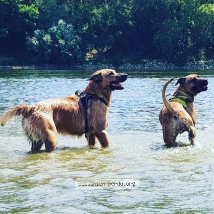 Photo 1/1 Chien retrouvé Perdu à Saint christophe sur le nais