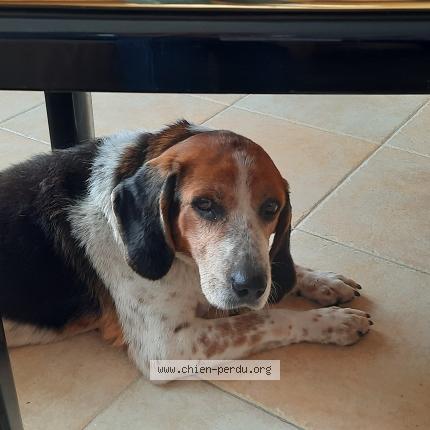 Photo de chien perdu à Tarn