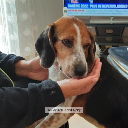 Photo 2/2 Chien retrouvé Perdu à Tarn