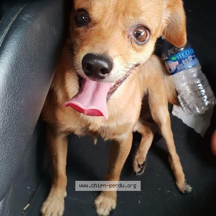 Photo de chien perdu à Aubagne