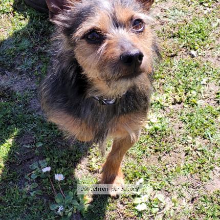 Photo 1/1 Chien retrouvé Perdu à Saint Michel Sur Orge