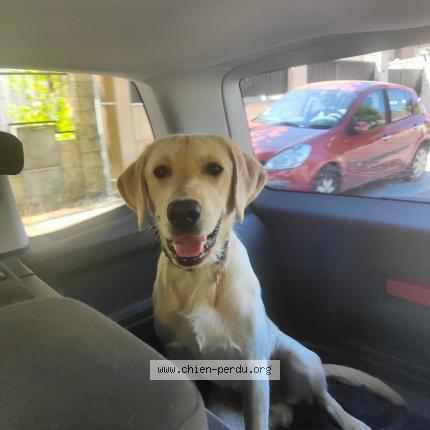 Photo 1/1 Chien retrouvé Perdu à Villemoisson Sur Orge