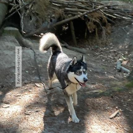 Photo 1/1 Chien retrouvé Perdu à Boulogne Billancourt