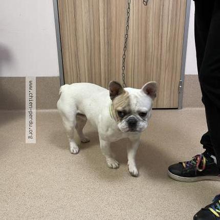 Photo 1/1 Chien retrouvé Trouvé à Viry Chatillon